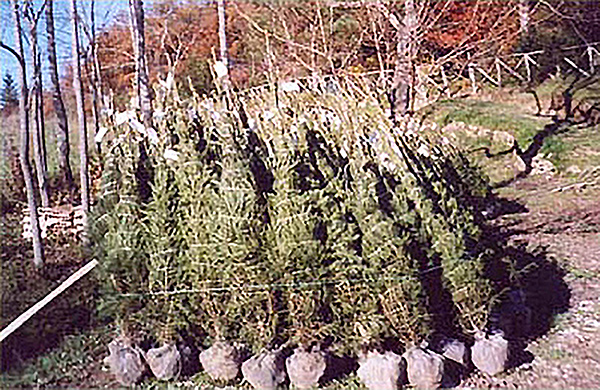 alberi di natale